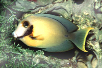 Acanthurus pyroferus